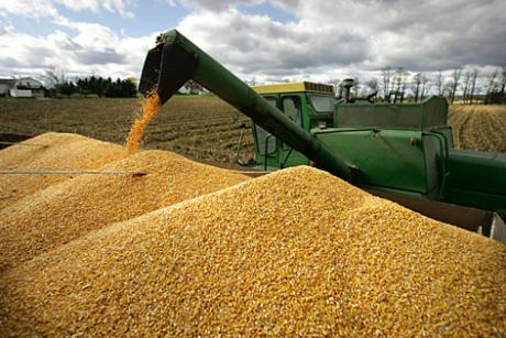 commodity corn