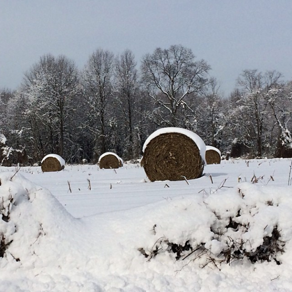 snow covered hay bales