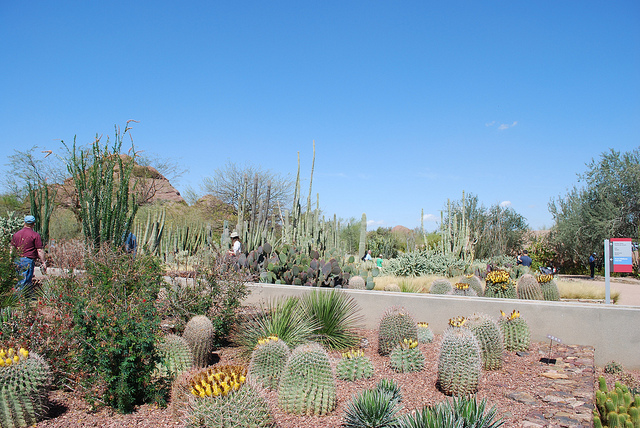 cactus gardens