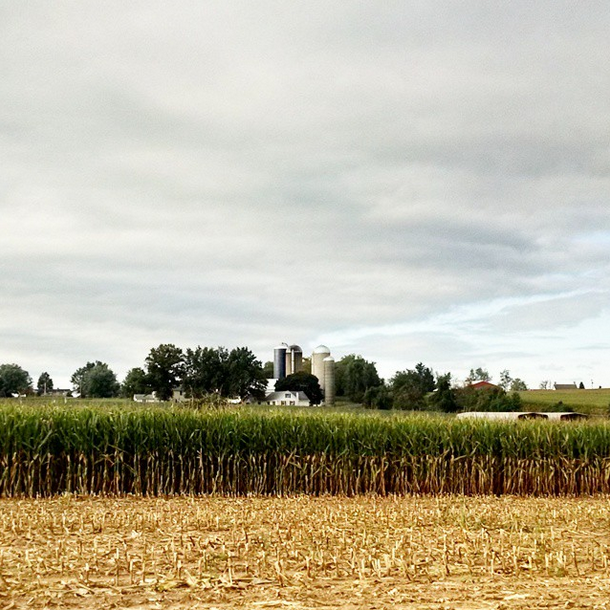 late summer cornfield